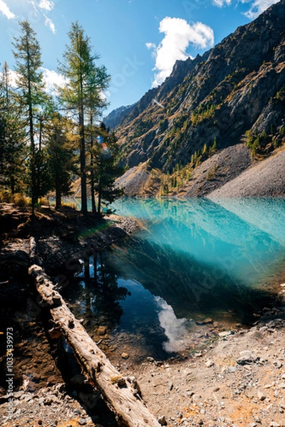 Fototapeta Shavlinskoye lake in Altai during the golden autumn, against the background of snow-capped mountains UNESCO heritage