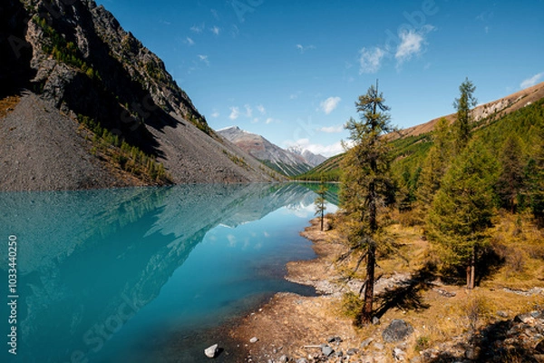 Fototapeta Shavlinskoye lake in Altai during the golden autumn, against the background of snow-capped mountains UNESCO heritage