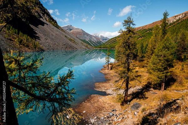 Fototapeta Shavlinskoye lake in Altai during the golden autumn, against the background of snow-capped mountains UNESCO heritage