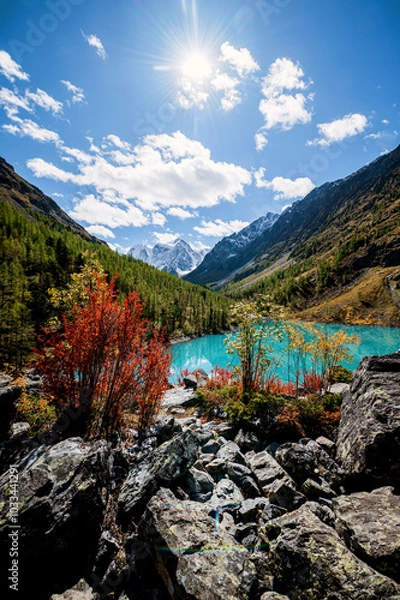 Fototapeta Shavlinskoye lake in Altai during the golden autumn, against the background of snow-capped mountains UNESCO heritage