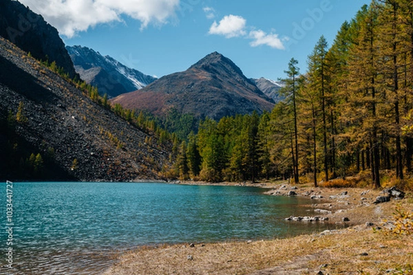 Fototapeta Shavlinskoye lake in Altai during the golden autumn, against the background of snow-capped mountains UNESCO heritage