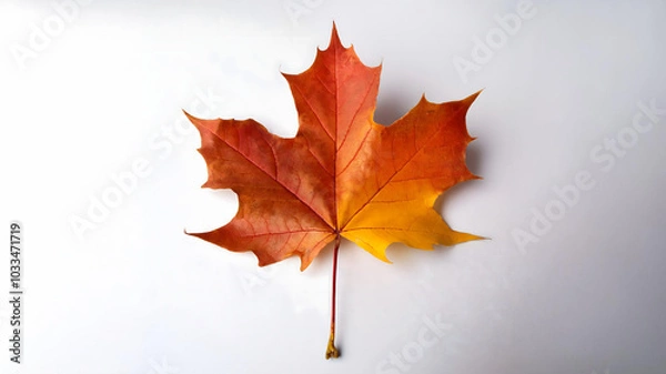 Obraz 紅葉した１枚のカエデの葉