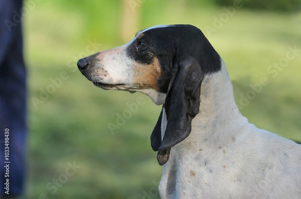 Obraz Cane da caccia