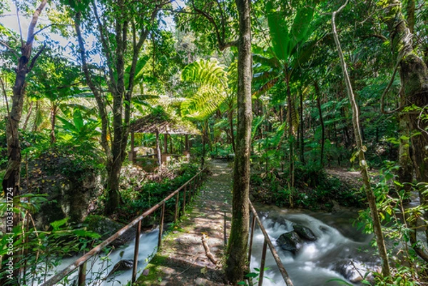 Fototapeta The natural background of the road surrounded by nature, big trees, waterfalls from high mountains and clear sky throughout the adventure journey.