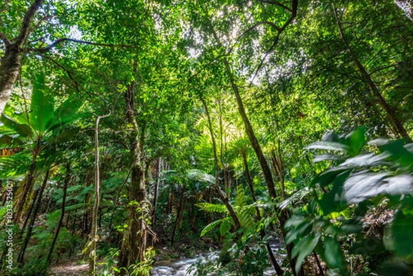 Fototapeta The natural background of the road surrounded by nature, big trees, waterfalls from high mountains and clear sky throughout the adventure journey.