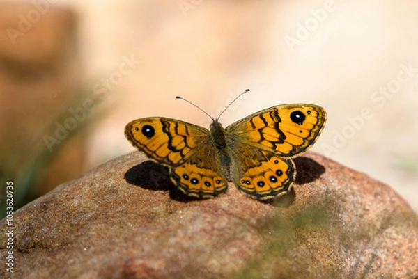 Obraz Close-up shot of Wall brown 'Lasiommata Mergera" 