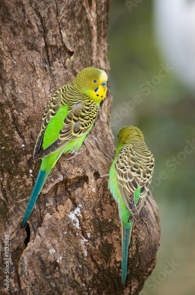Obraz budgerigars