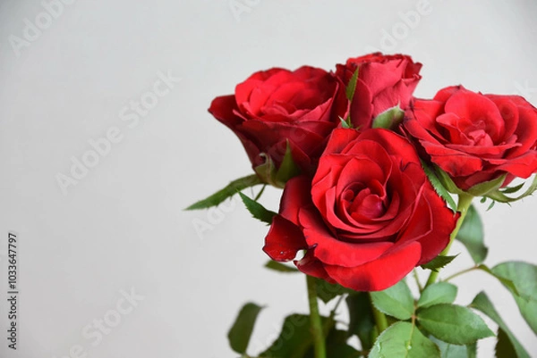 Fototapeta 赤いばら