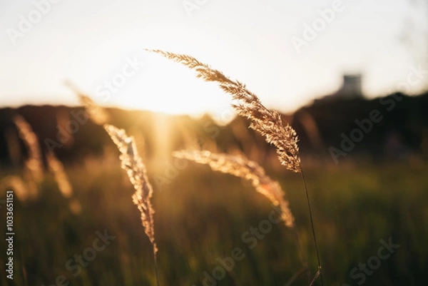 Obraz wheat field at sunset