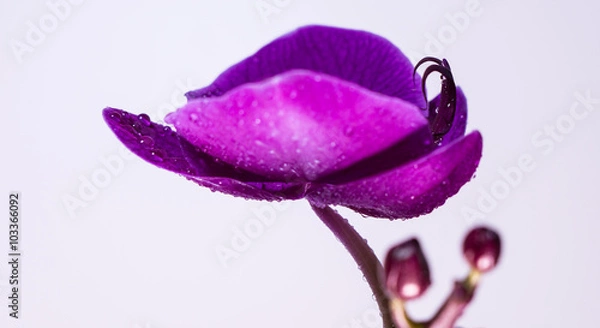 Obraz Tropical orchid flower