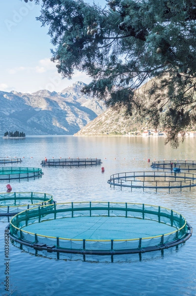 Obraz Cages for fish farming