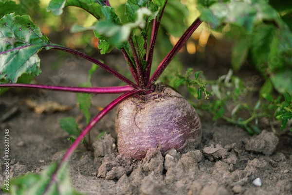 Fototapeta  Fresh green leaves of beetroot in the garden. Beets in the garden. large red sugar beet