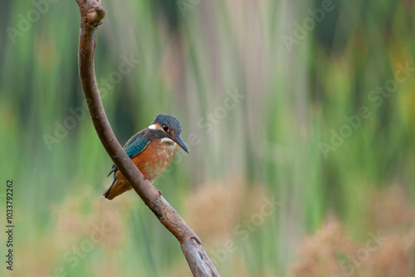Fototapeta Common Kingfisher (Alcedo atthis). Small blue and orange bird Kingfisher sitting on the branch