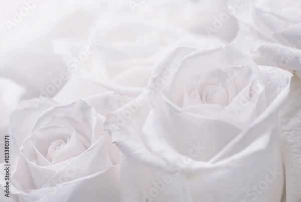 Fototapeta white roses close-up