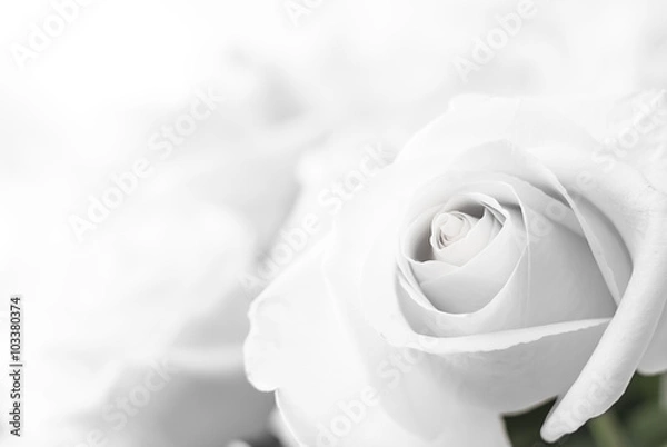 Fototapeta white roses close-up