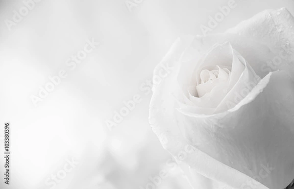 Fototapeta białe róże z bliska