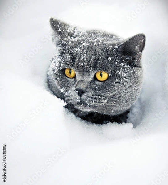 Fototapeta The snow cat