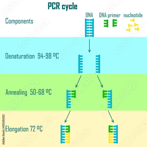 Obraz pcr cycle stages