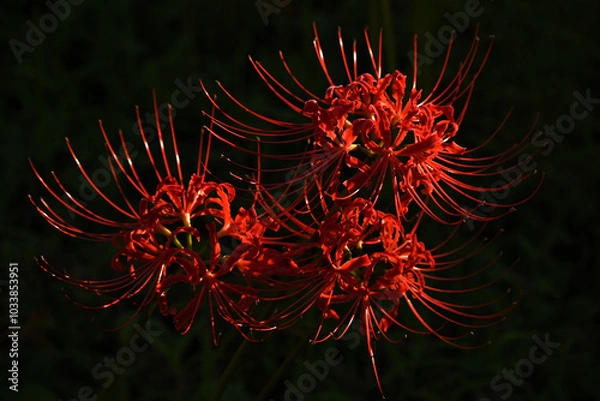 Fototapeta 夕闇のなか浮かび上がる妖艶な彼岸花