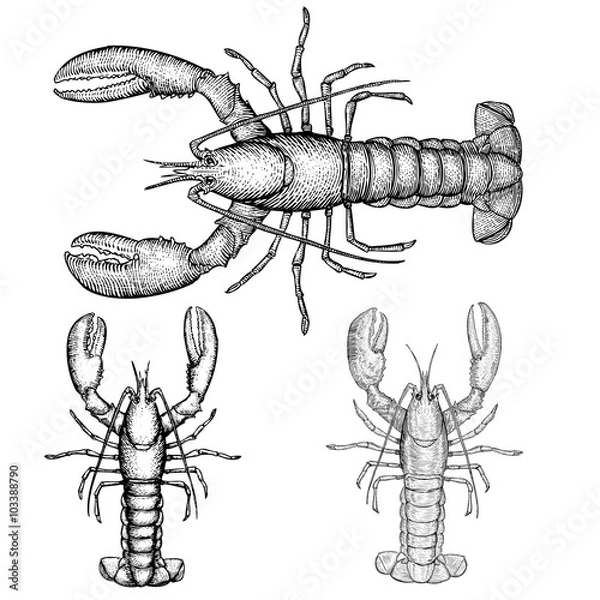 Obraz Lobster Illustration