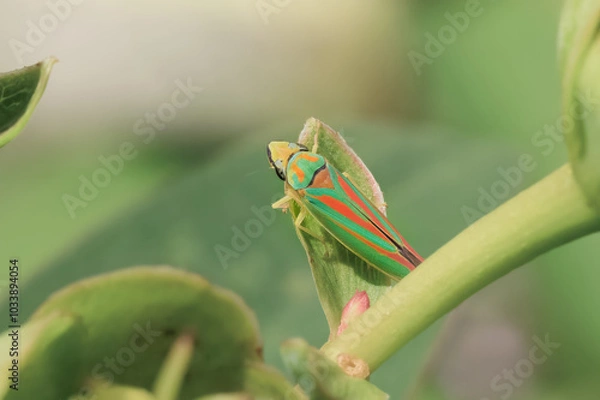 Obraz Rhododendronzikade