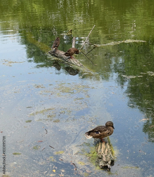 Fototapeta Ducks sitting on a snag on a lake