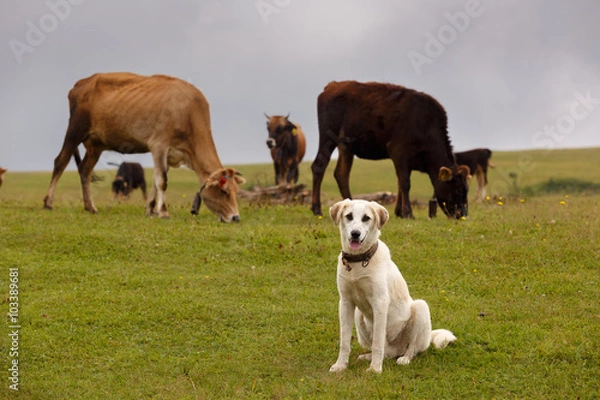 Obraz A livestock guardian dog and the herd of cow