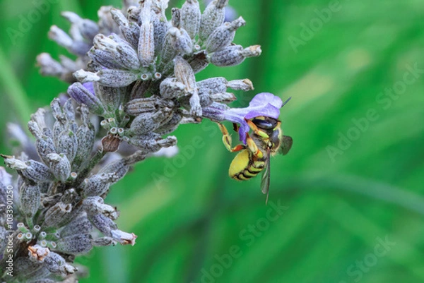 Obraz Wollbiene am Lavendel