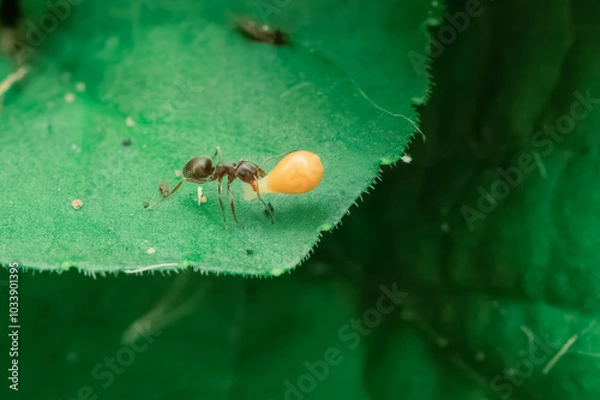 Obraz Ameise mit einem Samen eines Duftveilchens