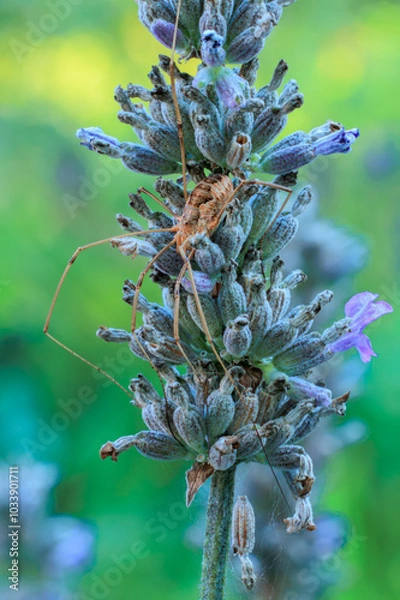 Obraz Weberknecht am Lavendel