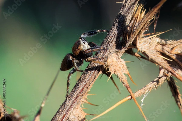 Obraz Springspinne auf einer verblühten Distel