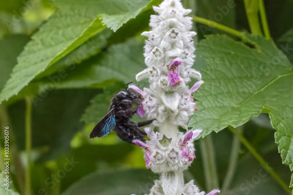 Obraz Blaue Holzbiene