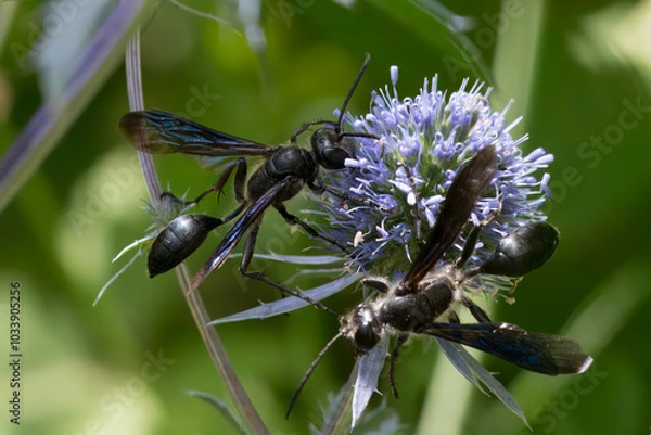 Obraz Stahlblauer Grillenjäger