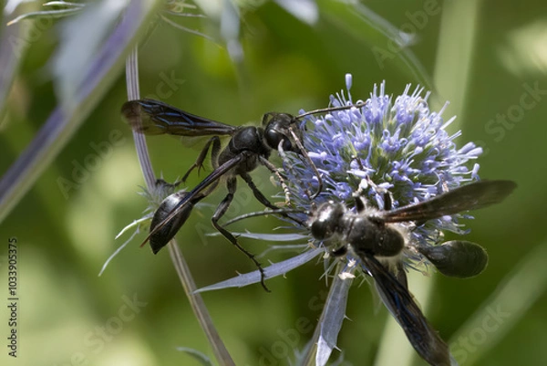 Obraz Stahlblauer Grillenjäger
