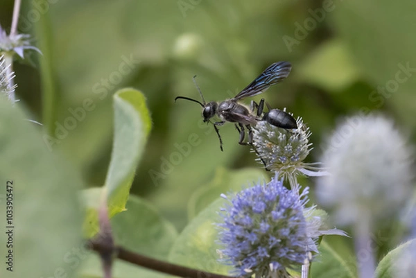 Obraz Stahlblauer Grillenjäger