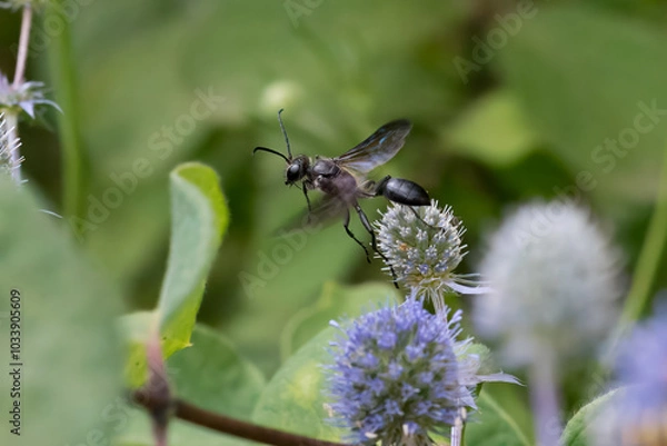 Obraz Stahlblauer Grillenjäger