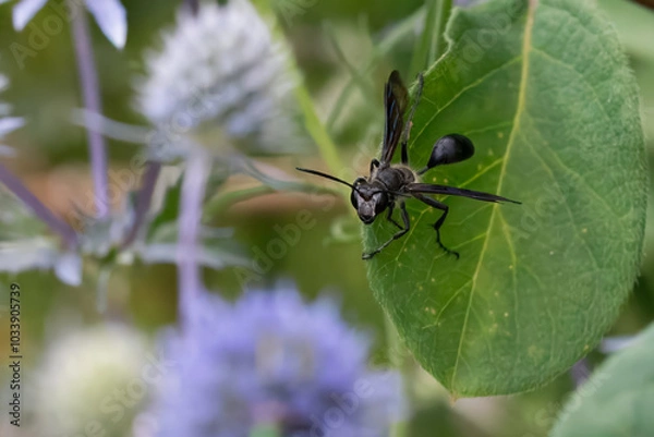 Obraz Stahlblauer Grillenjäger