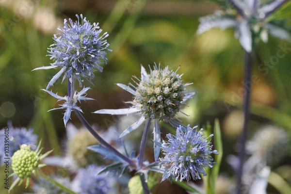 Obraz Blüten eines Mannstreu in der Sonne