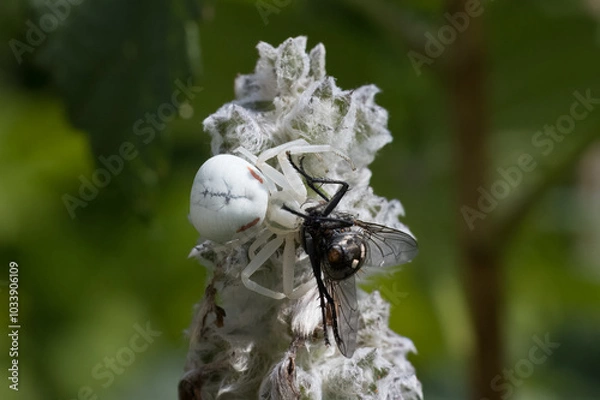 Obraz Krabbenspinne mit Fliege als Beute