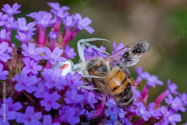 Obraz Krabbenspinne mit Biene als Beute