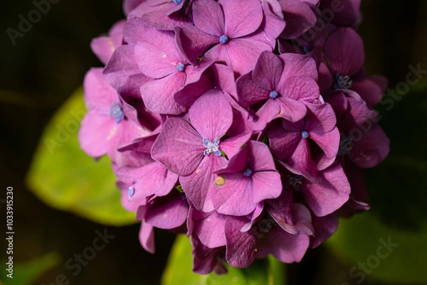 Obraz Blühende Hortensie mit Blüte in der Blüte