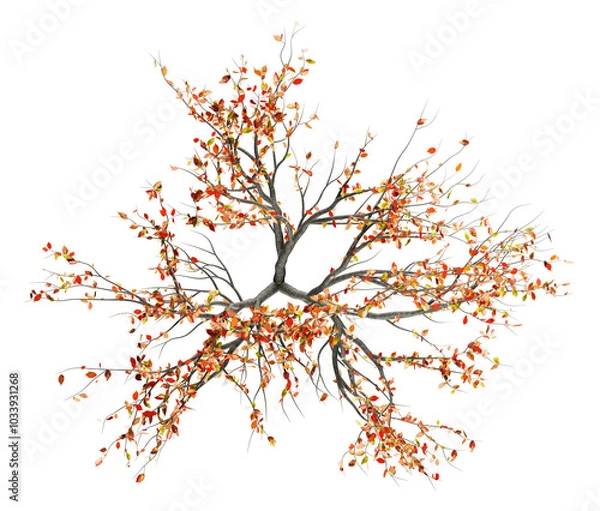 Fototapeta 高精細な木：紅葉