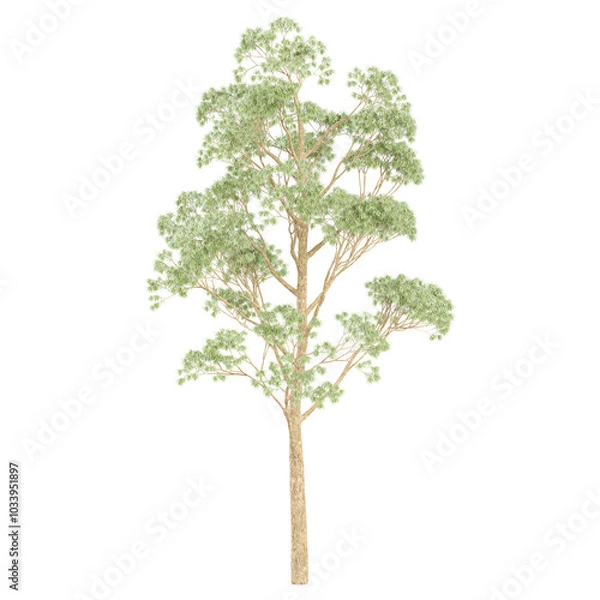 Obraz 3d rendering of Eucalyptus microcorys tree isolated on transparent Canvas