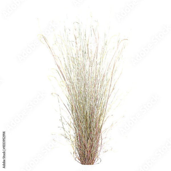 Obraz Collection of Little bluestem Grass isolated on transparent Canvas