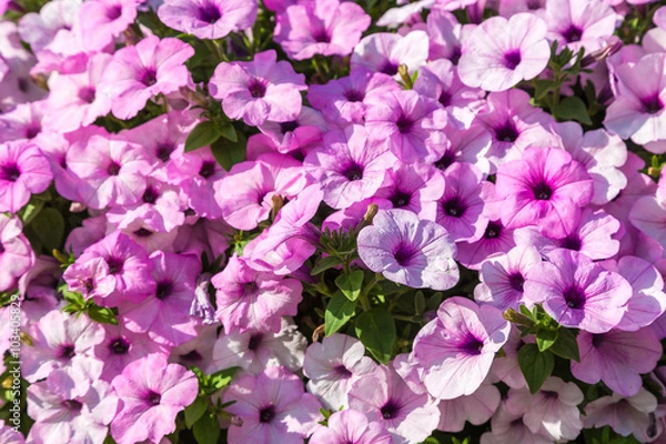 Obraz Petunias flowers