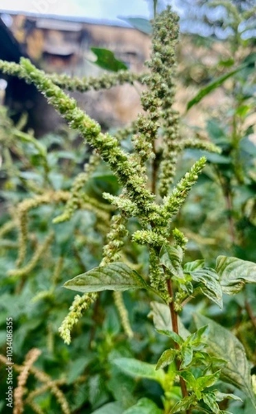 Obraz close up of a plant