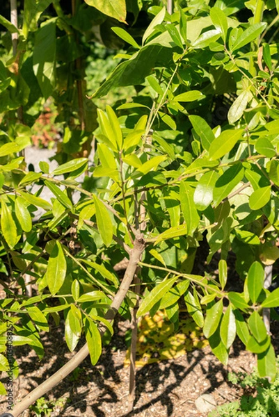 Fototapeta Ilex Paraguariensis plant in Zurich in Switzerland