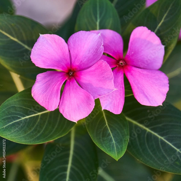 Fototapeta Close up top view of pink Madagascar periwinkle or Catharanthus roseus in the garden