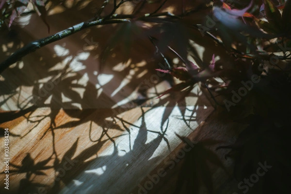 Obraz Maples Leaves casting shadows on a wooden counter