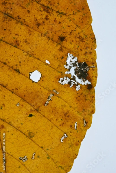 Obraz Silhouette of  organge leaf on a white background
